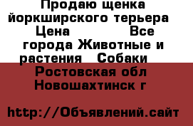 Продаю щенка йоркширского терьера  › Цена ­ 20 000 - Все города Животные и растения » Собаки   . Ростовская обл.,Новошахтинск г.